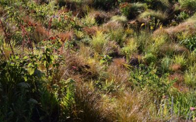 Behind Design: Planting with Sam Moore